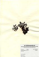 藏品(齒菜龍鬚菜)的圖片